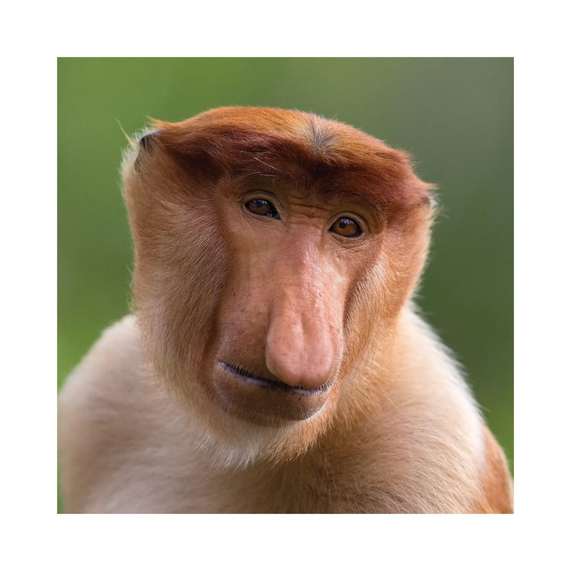 Proboscis Monkey The Bachelor by Mogens Trolle - Wrapped Canvas Print, 45.72 cm H x 45.72 cm W x 1.91 cm D