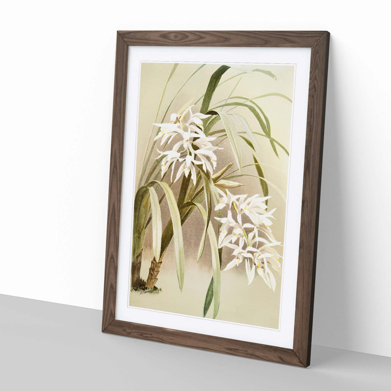 Magnolia Flowers Illustration Tab. 66 by Frederick Sander - Picture Frame Painting Print, 76cm H x 50cm W x 2cm D, Walnut