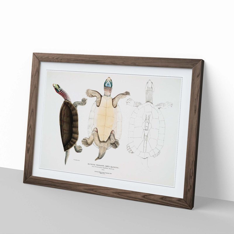 Kachuga Terrapin Illustrations by John Edward Gray - Picture Frame Graphic Art Print, 48cm H x 65cm W x 2cm D, Walnut Framed