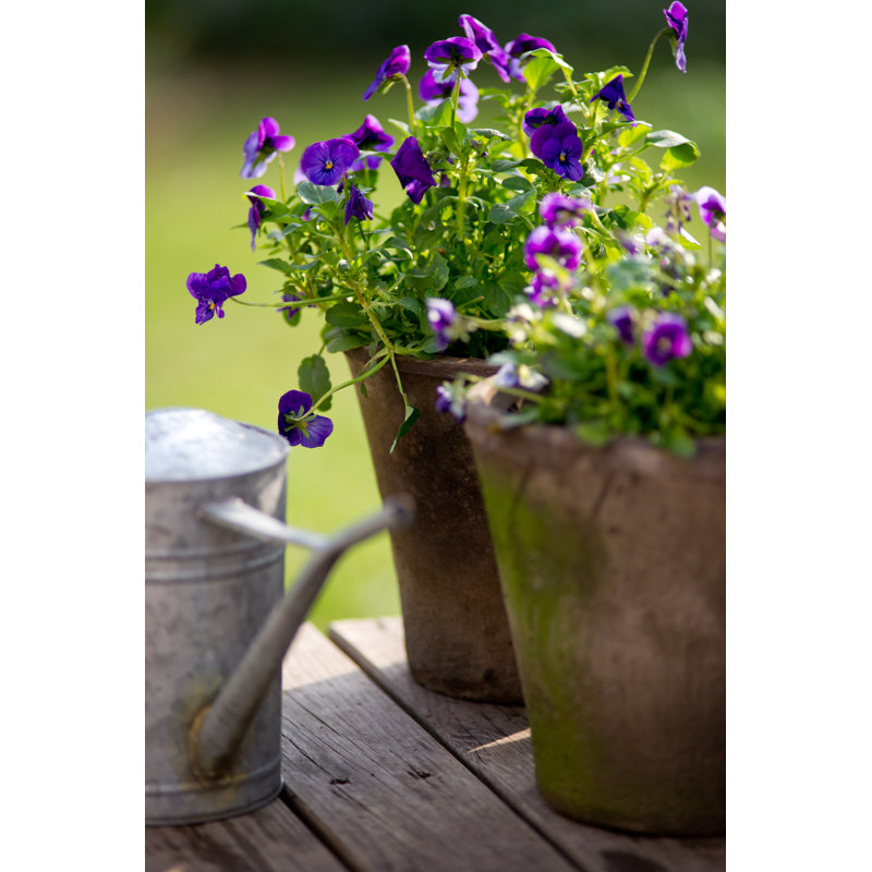 Violet Flowerpot by Lainea - Wrapped Canvas Print, 76cm H x 51cm W