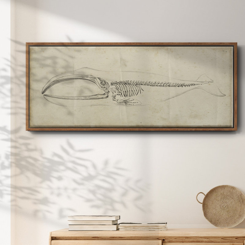 Whale Study I- Framed Canvas