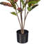  36 po. Plante en pot Croton.-1847274249