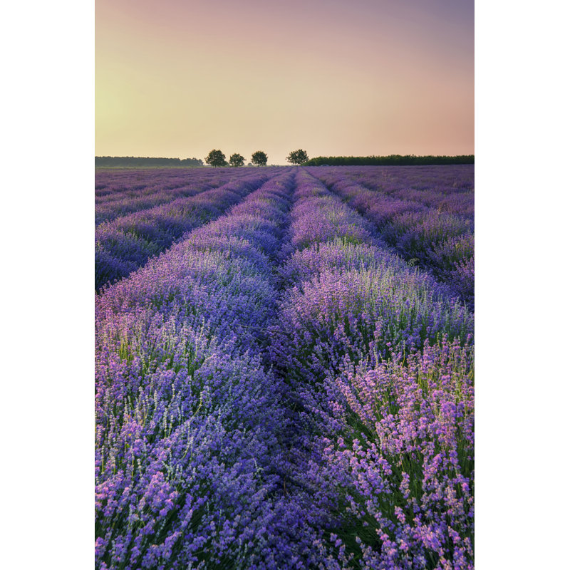 Lavande - photographie sur toile tendue, H 18 po x l 12 po x P 1,25 po