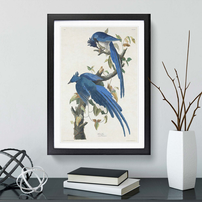 Columbia Jay by John Audubon - Picture Frame Painting, Black Framed, 48cm H x 36cm W x 2cm D