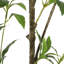 ARBRE À PIERIS 120CMTIFTIFS-1859716857