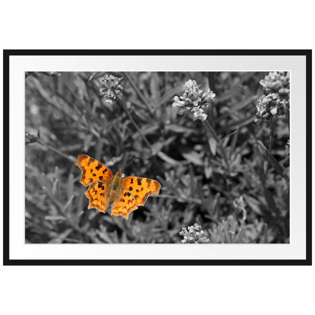 Schmetterling in Blumenwiese Gerahmter Fotodruck Poster