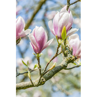 Spring Magnolia - Photographie sur toile tendue