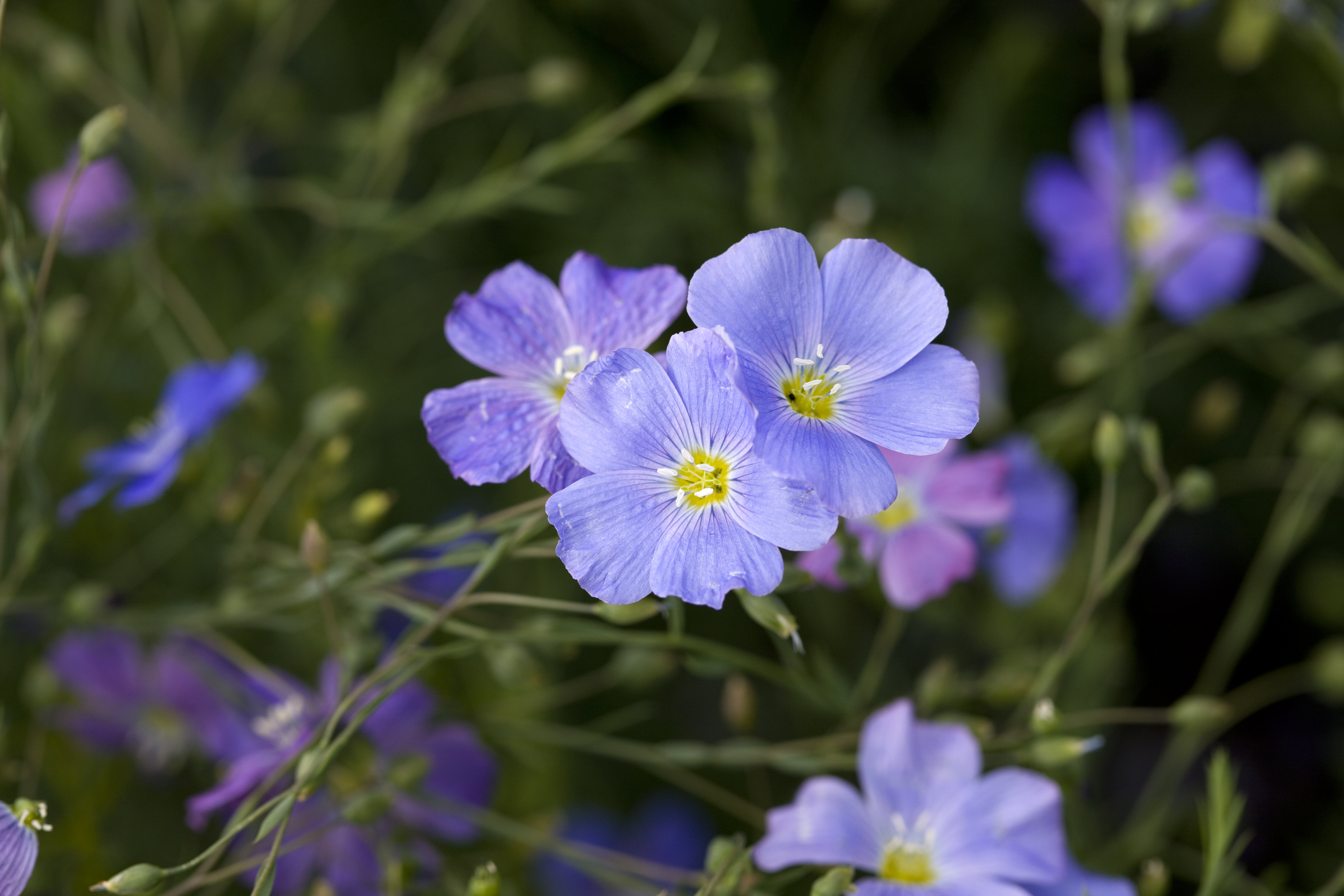 Hokku Designs Blue Flax (Linum Perenne) by Ayimages - Wayfair Canada