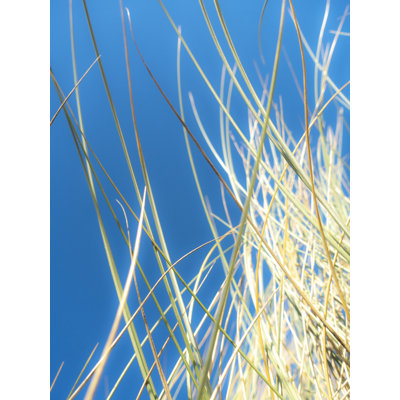 Dune Grasses Print by Petra Trimmel