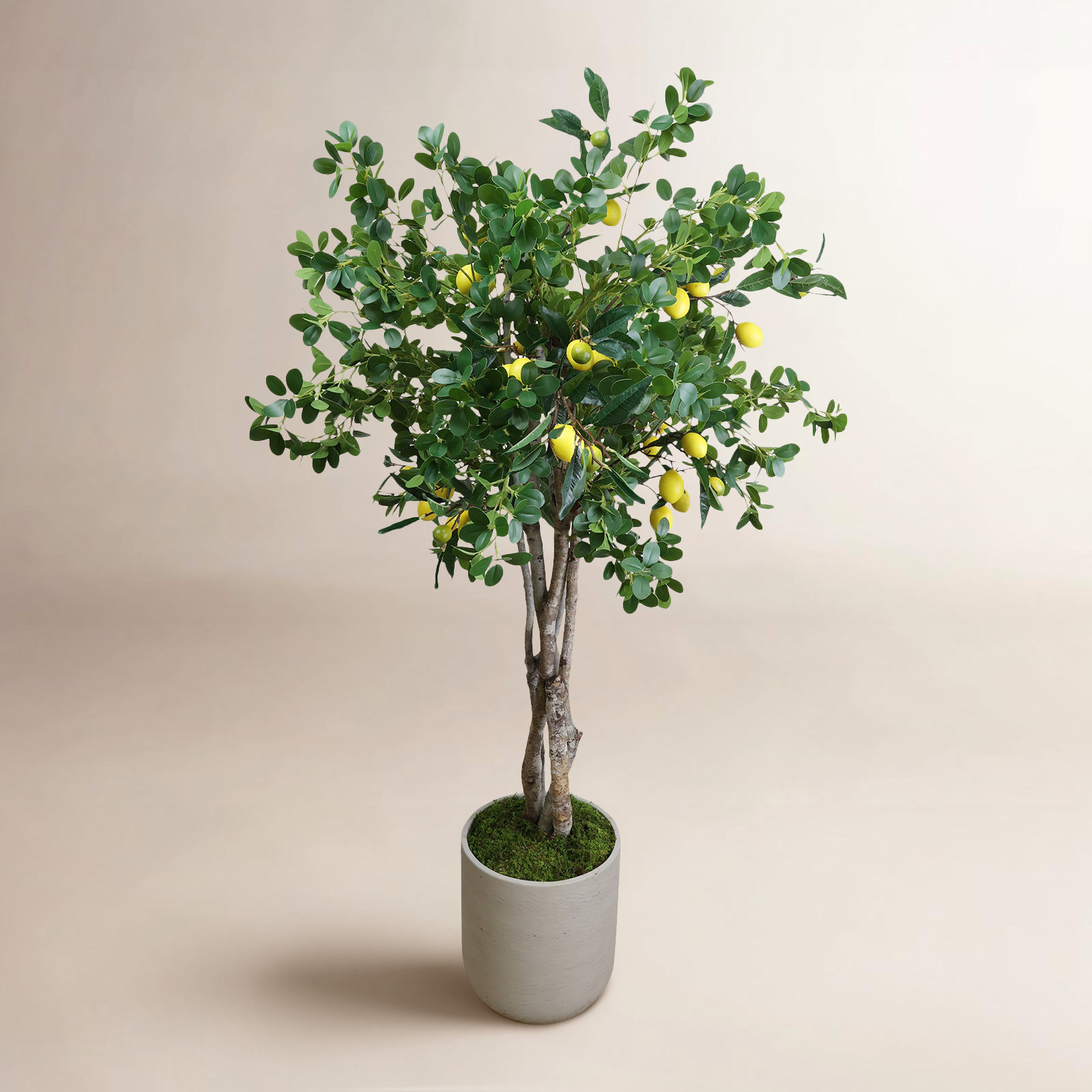 Sani 64" Lemon Tree in Pot