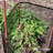 Fencer Wire 3ft.x15ft. Recyclable Black Plastic Poultry Netting with Mesh Size 0.4” x 0.4"