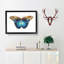 Idomeneus Butterfly by George Shaw - Framed Print-55579204-55579207