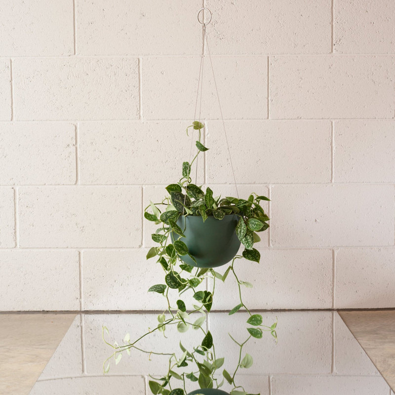 Stainless Steel Hanging Plant Pot, 5.9" H x 8.1" W x 8.1" D, Matt Dusty Pink