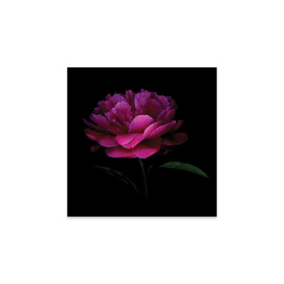 «Peony Dark VI» par Magda Indigo - impression sans cadre
