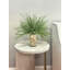 Feather Fern Arrangement with Shells