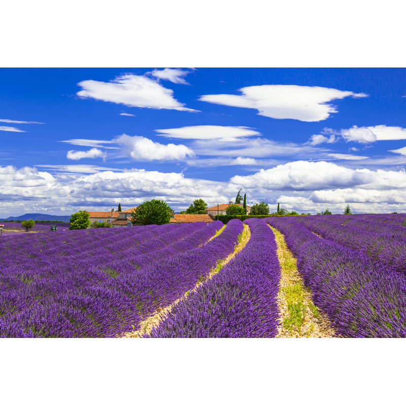 Lavander Fields by Freeartist - Wrapped Canvas Print, 30cm H x 46cm W