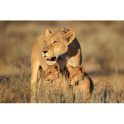 Lioness With Cubs - Wrapped Canvas Print