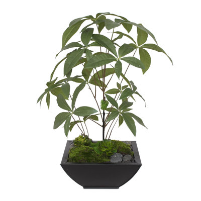 Faux Money Tree (Pachira Aquatica) (Jade Plant), Succulent, Moss Tree in Metal Pot