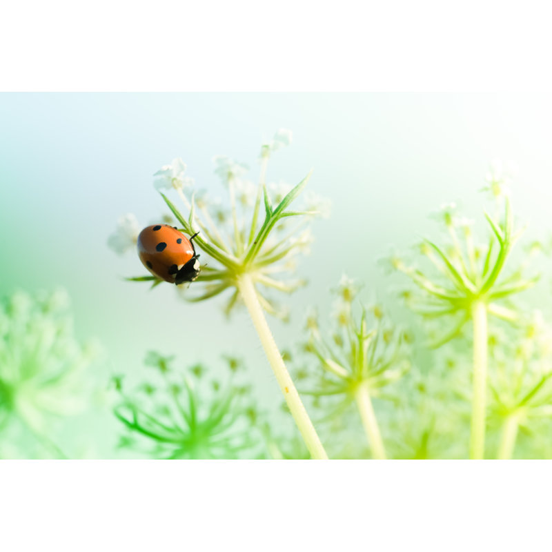 Ladybug On Wildflower by Pawel Gaul - No Frame Art Prints on Canvas, 30cm H x 46cm W