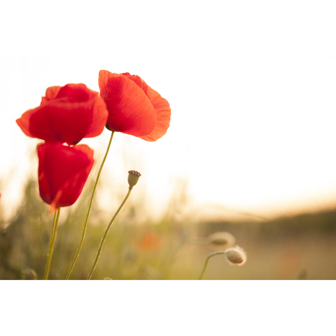 Mohnblumen von Malerapaso - Kunstdrucke auf Leinwand ohne Rahmen