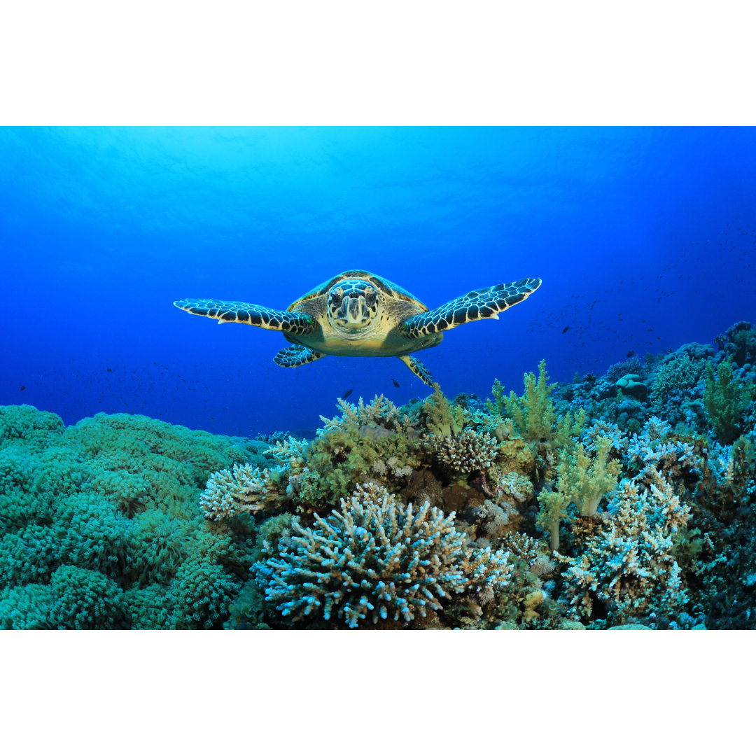 Coral Reef And Sea Turtle by Richcarey - Wrapped Canvas Print