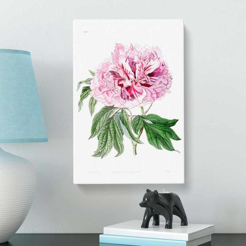 Pink Tree Peony Flower - Wrapped Canvas, 50cm H x 35cm W x 3cm D