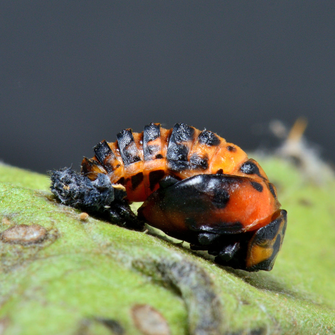 Marienkäfer Pupa von Rodney_X - Leinwand Kunstdrucke