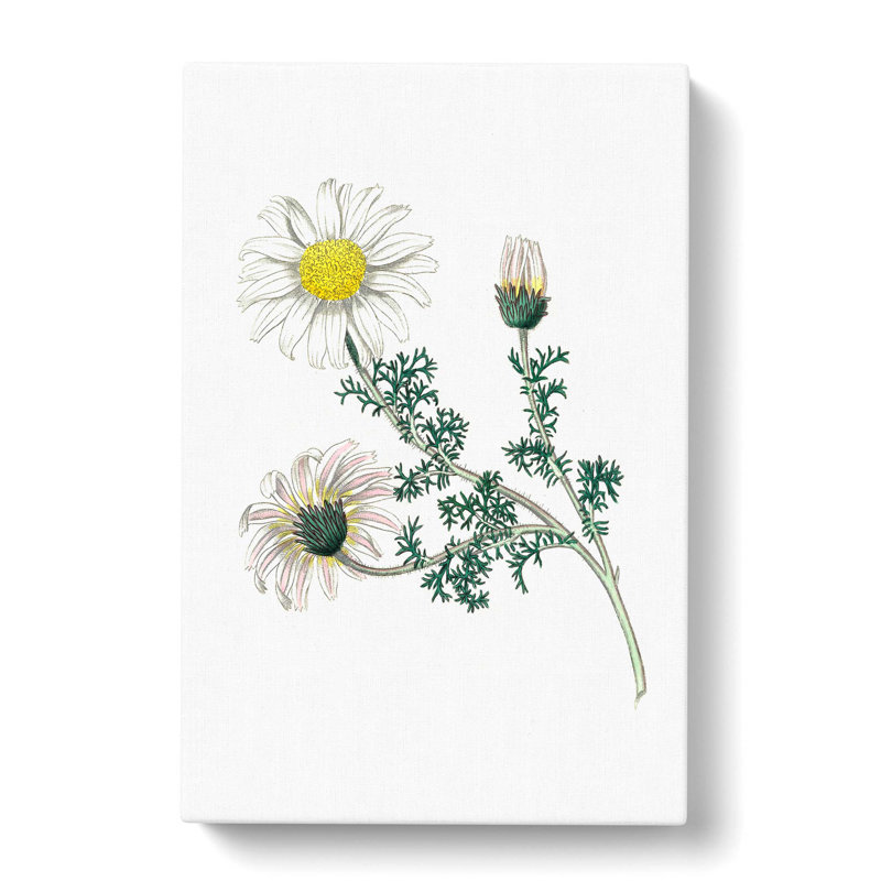 Mount Atlas Daisy Illustration - Wrapped Canvas Painting, 76cm H x 50cm W x 3cm D