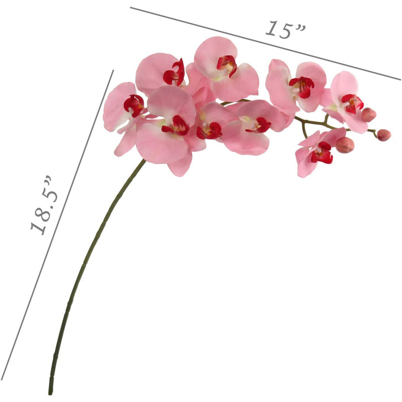 Orchidée en vaporisateur, Rose
