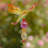 Bethlehem Weather Resistant Insects Garden Stake