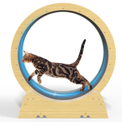 Cat Running Wheel