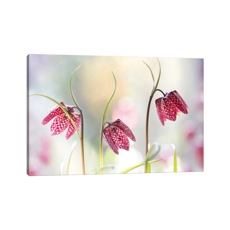 Snakes Head Fritillary by Mandy Disher - Wrapped Canvas Print, 66.04 cm H x 45.72 cm W x 3.175 cm D