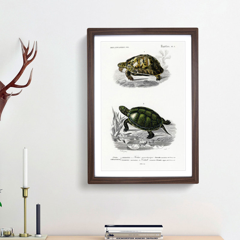 Tortoise & Turtle Illustrations PL. 1 by Charles d' Orbigny - Framed Print, Walnut Framed, 65cm H x 48cm W x 2cm D