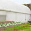 Serre 19,5 'x 10' Greenhouse