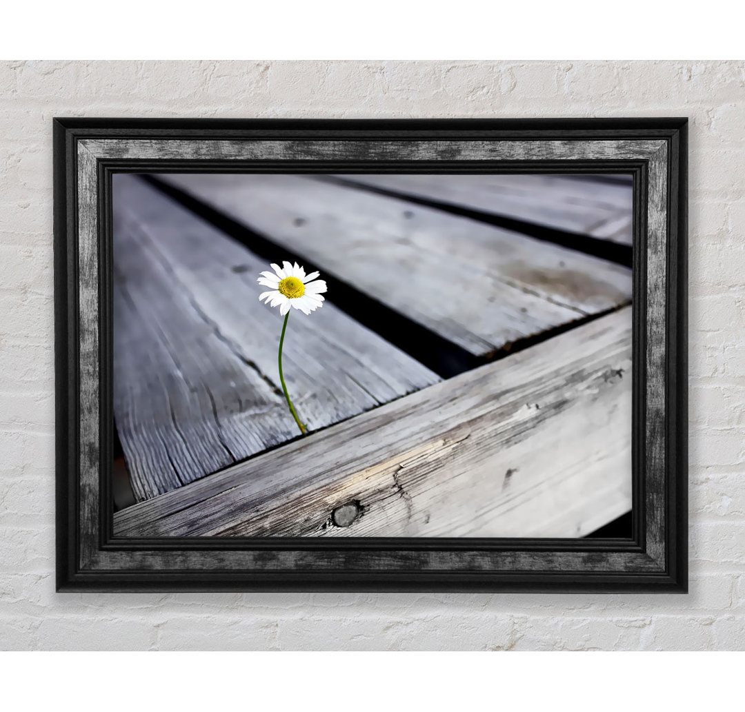 Single Daisy Deck - Single Picture Frame Kunstdrucke