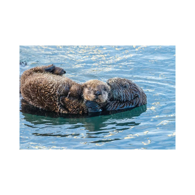 USA, California, San Luis Obispo. Sea Otter Waving. by Jaynes Gallery - Wrapped Canvas Print