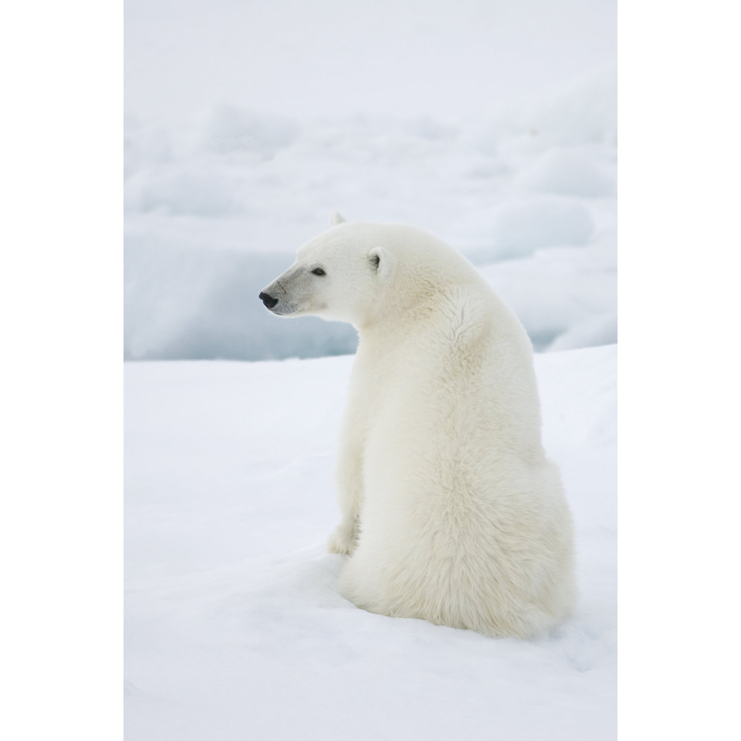 Eisbär von Dagsjo - Kunstdrucke auf Leinwand ohne Rahmen