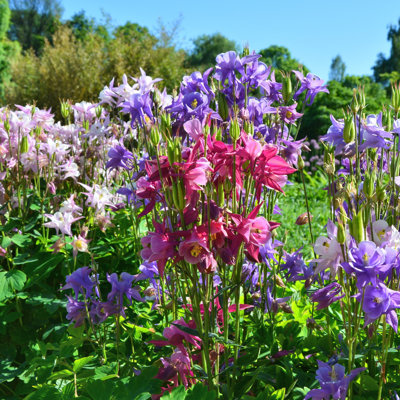 Mixed Colorful Columbine - 10 Bulbs -  Red, Blue, White, Pink Flowers Attracts Butterflies, Bees & Hummingbirds