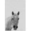 Big Nosed Horse 1 Piece Floater Frame Wall Art on Canvas-1476350753