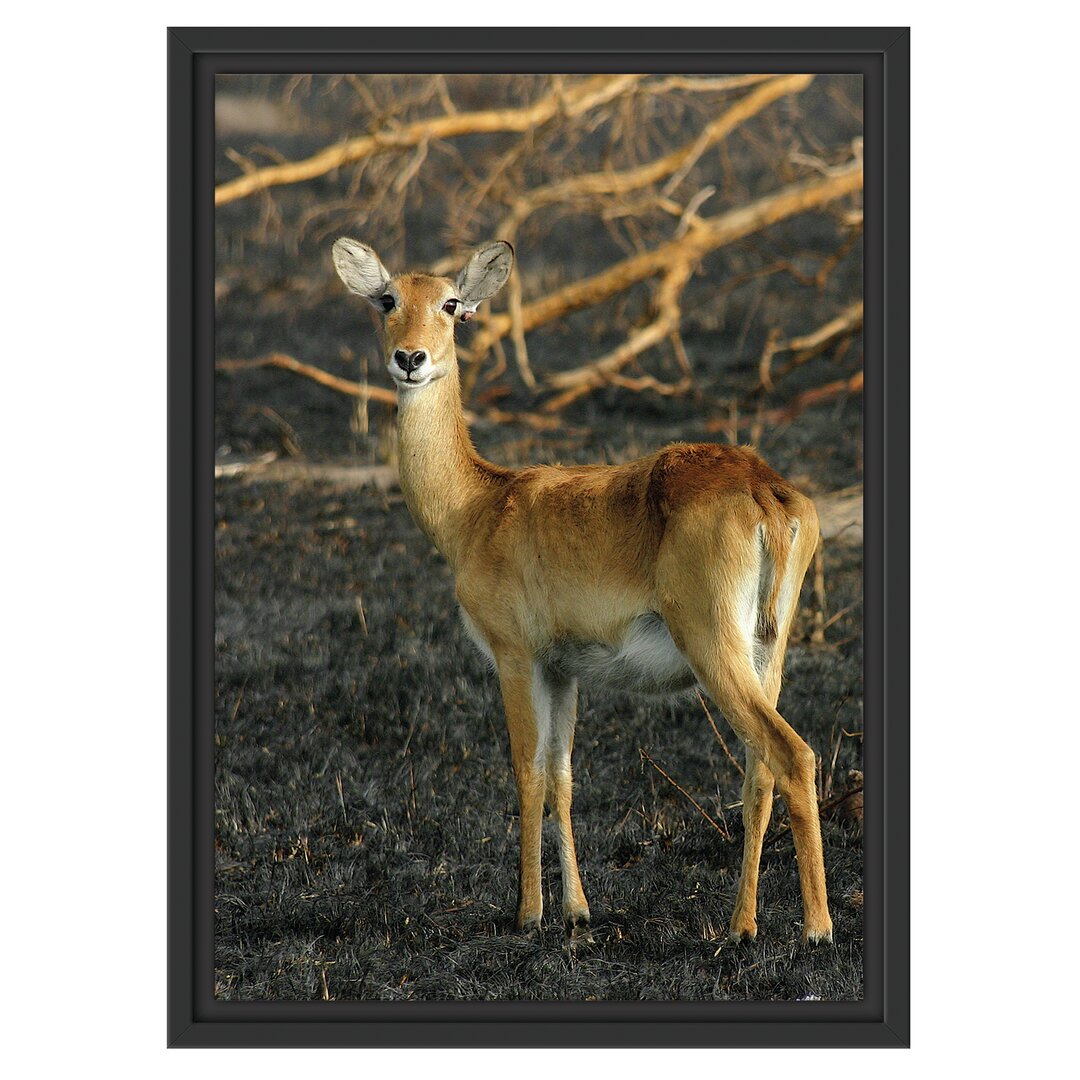 Gerahmtes Wandbild Female Gazelle with Cub