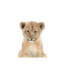 Bébé lionceau - reproduction d'art-53045713-53045714-53045717
