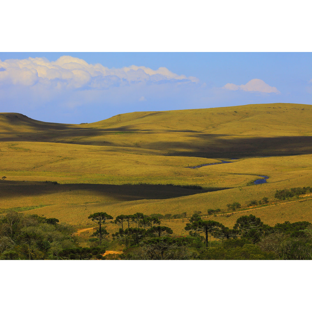 Pampa-Feld in Südbrasilien - Drucken