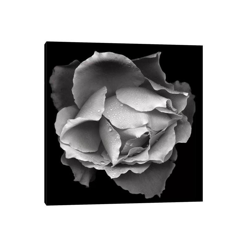 Salmon Rose VII, B&W by Magda Indigo - Wrapped Canvas Print, 66.04 cm H x 66.04 cm W x 1.91 cm D