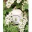 Lily Of The Valley Candle