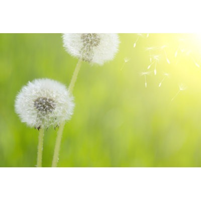 Dandelion by TonyYao - Wrapped Canvas Print