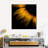 Sunflower Petals Canvas Print-1640660792