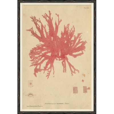 Seaweed In Pink Framed by Henry Bradbury
