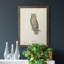 Scops- Eared Owl - Single Picture Frame Painting on Canvas-562439730-562439731