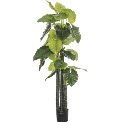 Panama Elephant Ears Floor Tree in Planter