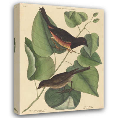 «The Towhe Bird» par Mark Catesby - Art mural sur toile tendue avec châssis